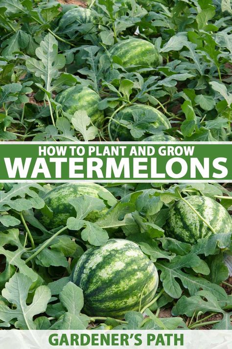 Watermelon Gardening, Watermelon Growing, Growing Melons, How To Grow Watermelon, Growing Peas, Watermelon Plant, Backyard Vegetable Gardens, Veg Garden, Home Vegetable Garden