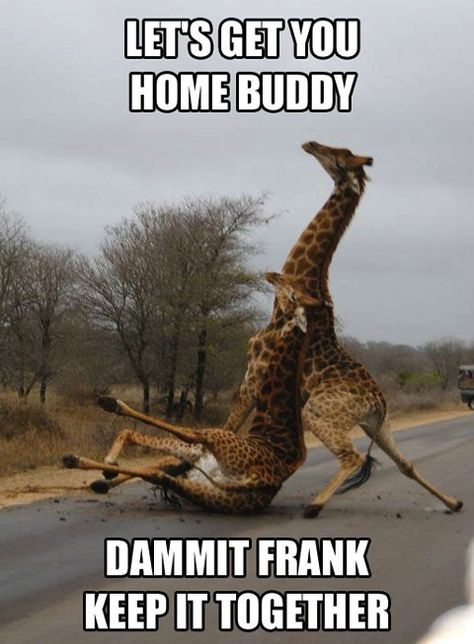 Dammit Frank, keep it together Drunk Giraffe, Humor Animal, Animal Captions, Funny Animal Memes, E Card, Giraffes, Laughing So Hard, Funny Animal Pictures, Animal Memes