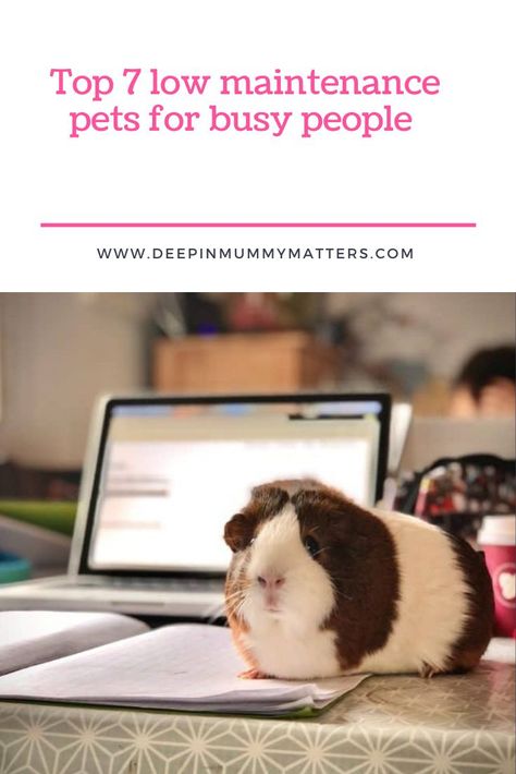 Top 7 Low Maintenance Pets For Busy People Wellbeing Quotes, Land Turtles, Low Maintenance Pets, Pets At Home, Busy People, Busy Lifestyle, Family Health, Animal House, Aquarium Fish