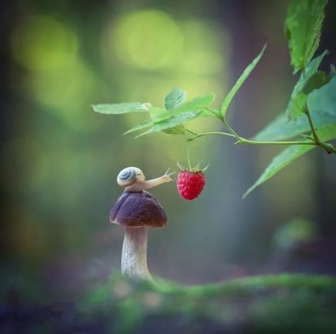 Dreamy Forest, Advanced Higher Art, Microscopic Photography, Snail Art, Mushroom Drawing, Watercolour Inspiration, Live Animals, Beautiful Bugs, Mushroom Fungi