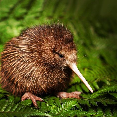 Rainbow Springs on Instagram: “Kiwi having a little rest during our latest photo shoot. Hard work being #cute! #kiwi #RainbowSpringsNaturePark #SavingKiwiTogether #cute…” Wild Animals Photography, Rainbow Springs, Kiwi Bird, Bird Photography, Zoo Animals, Animal Photo, Birds Painting, Hard Work, Animal Photography