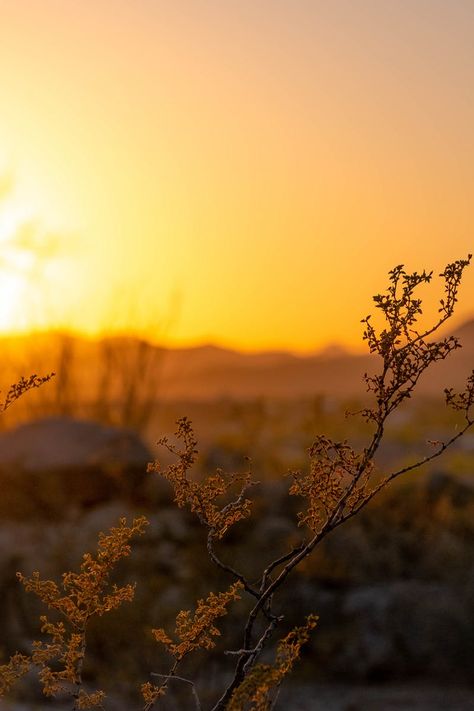 Macro Photography of Yellow Flowers during Sunset Sun In Winter, Blur Image Background, Photo Collage Wall, Mountain Photos, Yellow Springs, Seasons Art, Aesthetic Indie, Beautiful Flowers Wallpapers, Sunset Wallpaper