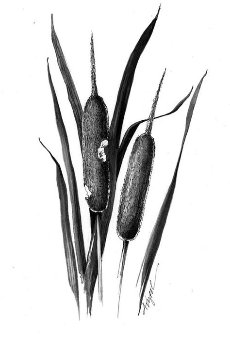 The Outside Story: “Cattails: Nature’s Supermarket” by Tiffany Soukup. Illustration by Adelaide Tyrol. “This past winter I spent three months exploring East Africa, traveling through ten different countries and covering over 8,077 miles. I was continuously impressed with how much local guides knew about their surroundings, in particular the human uses of various plants. In some instances we could not walk more than ten feet without stopping to learn about another plant..." Back Of Arm Tattoo, Cat Tail, Nature Drawing, Survival Food, Landscape Drawings, Stone Crafts, Native American Culture, Black And White Drawing, Sumi E