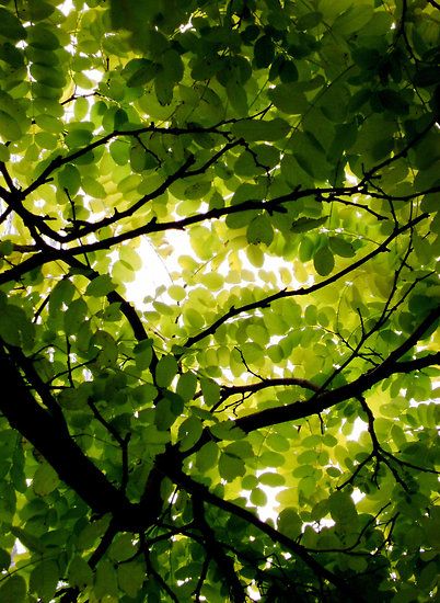 Tree Canopy Photography, Violets Wallpaper, Canopy Ideas, Nature Photography Trees, Backyard Canopy, Singing Bird, Wedding Canopy, Garden Canopy, Diy Canopy