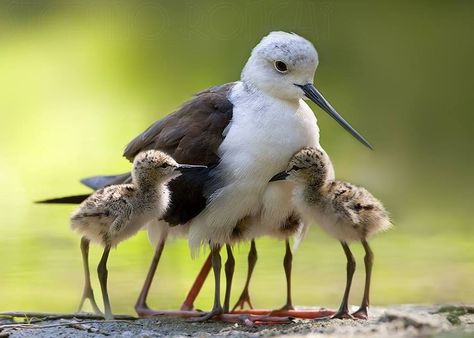 Black-winged Stilt (Himantopus himantopus) family by Stefano Rhonchi Photo Animaliere, Stilts, Bird Pictures, Imagine Dragons, Pretty Birds, Colorful Birds, Small Birds, Bird Photography, Sweet Animals