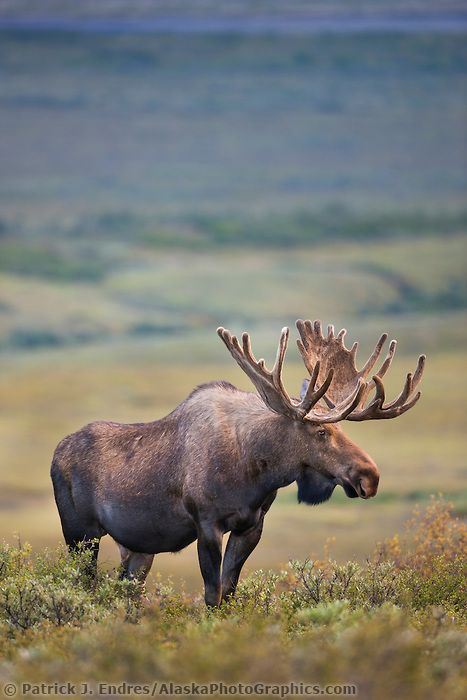 Gazing out Water Deer, Moose Painting, Moose Pictures, North American Animals, Moose Decor, Deer Species, Bull Moose, Animal Art Prints, Denali National Park