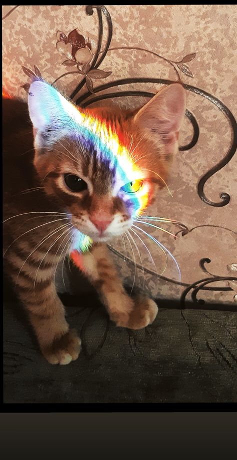 Cat With Rainbow, Cute Cat Funny, Cat Rainbow, Dresses Vacation, Cat And Kitten, Pin Pics, Silly Cats Pictures, Cute Cats Photos, Rainbow Cat