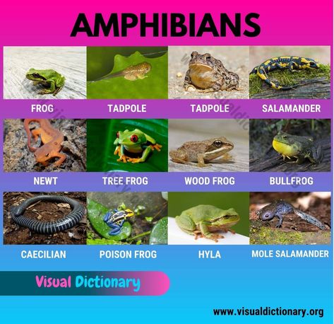 Animals Classification, Classification Of Animals, Animals Name List, Animal Pictures For Kids, Animals Name In English, Animal Classification, Animal Names, Visual Dictionary, Wild Animals Pictures