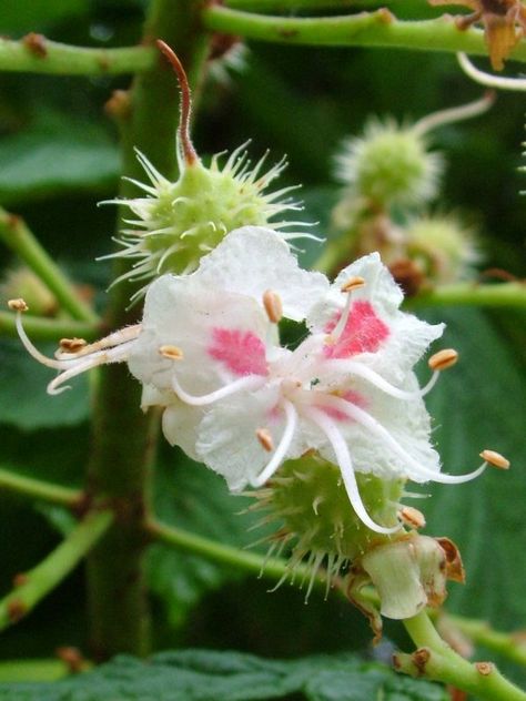 Chestnut bud - Horse chestnut flowers and conkers forming Chestnut Flower, White Chestnut, Horse Chestnut Trees, Bach Flowers, Bach Flower Remedies, Horse Chestnut, Flower Remedy, Flower Close Up, Chestnut Trees