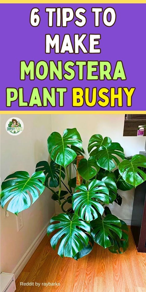 "Discover 6 essential tips to make your Monstera plant bushy and vibrant!  Learn how to enhance Monstera plant growth for a lush jungle vibe in your  home decor. From repotting techniques to using a moss pole, explore the  benefits of a healthy Monstera plant in your kitchen or living room.  Understand how to care for Monstera plant yellow leaves and promote upright  growth with proper fertilization. Dive into Monstera plant propagation and  varieties to elevate your indoor garden. Monstera Variegata Alba, Variegated Monstera Plant, Planting Monstera Cuttings, Albo Monstera Plant, Albino Monstera Plant, Monstera Albo Care, Verigated Monstera, Types Of Monstera Plants, Monstera In Water