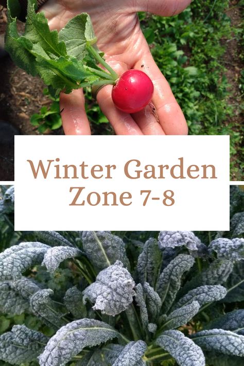 Don't let winter or frost kill your garden! Learn how to grow vegetables all year long in zone 7a, 7b, 8a, and 8b. Zone 8b Winter Garden, Zone 8 Winter Garden, 7b Zone Plants, 7a Planting Zone, Fall And Winter Garden Zone 7, Zone 7 Winter Garden, Fall Winter Garden Zone 8, August Planting Zone 7, 7b Gardening Zone