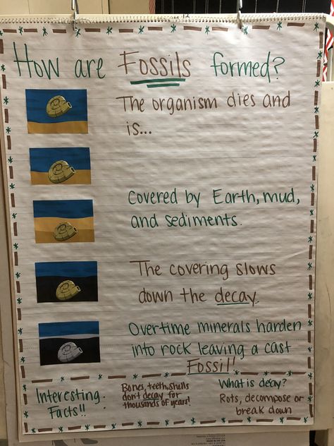 Students need to know the sequence of how fossils are formed. Used pictures from brainpop. 3rd Grade Fossil Activities, Fossil Anchor Chart 3rd Grade, Fossils Anchor Chart 3rd Grade, Preschool Fossil Activities, How Fossils Are Formed, Fossils For Kindergarten, Fossil Activities For Preschoolers, Fossil Projects For Middle School, Fossil Games For Kids