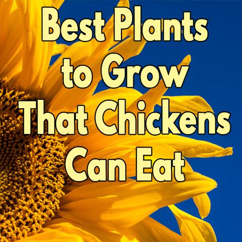 Growing Sunflowers For Chickens, Plants Chickens Can Eat, Flowers For Chickens To Eat, What To Plant Around Chicken Coop, How To Grow Meal Worms For Chickens, Calcium Rich Foods For Chickens, Plants Chickens Like To Eat, Plants For Chickens To Eat, Chicken Friendly Plants