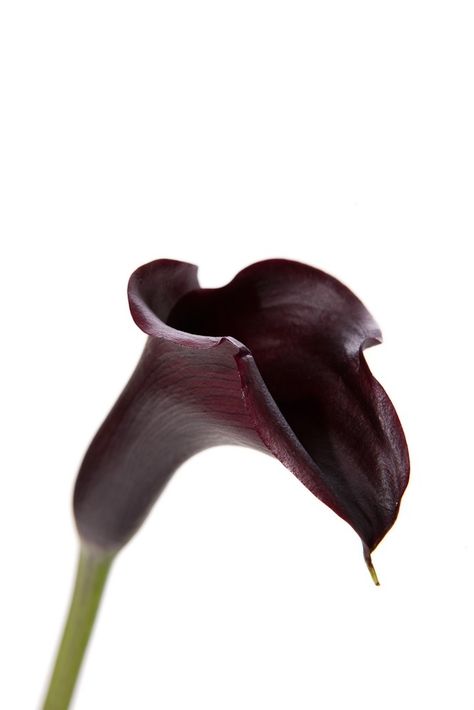 very dark plum miniature calla lily Lily Boutonniere, Calla Lily Boutonniere, Purple Calla Lilies, Mini Calla Lilies, Landscaping Trees, Beautiful Bridal Bouquet, Winter Wedding Flowers, Winter Inspired, Calla Lilies