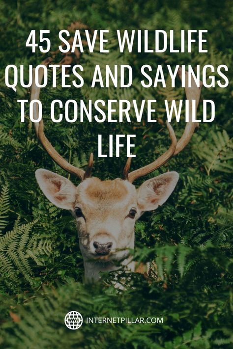 45 Save Wildlife Quotes and Sayings to Conserve Wild Life - #quotes #bestquotes #dailyquotes #sayings #captions #famousquotes #deepquotes #powerfulquotes #lifequotes #inspiration #motivation #internetpillar Quotes About Animals And Nature, Quotes About Wildlife, Wilderness Quotes Wild Women, Wildlife Conservation Quotes, Wildlife Quotes Animals, Wild Nature Quotes, Wild Animal Quotes, Save Wildlife Slogans, Save Animals Quotes