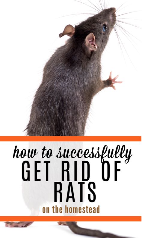 How To Get Rid Of Rats In The House, Rat Deterrent How To Get Rid, How To Kill Rats In Your House, Get Rid Of Rats, Getting Rid Of Rats In Your Home, How To Get Rid Of Rats, Rat Deterrent, How To Get Rid Of Rats In The House Fast, Get Rid Of Rats In Home