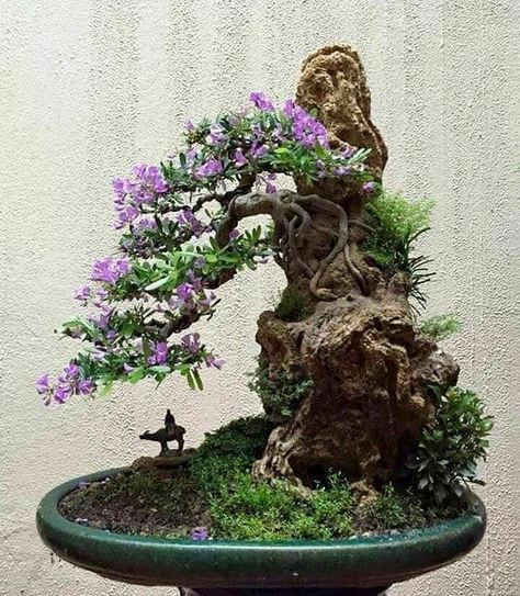 Blueberry Bonsai, Maple Bonsai, Bonsai Forest, Bonsai Tree Types, Bonsai Techniques, Indoor Bonsai Tree, Bonsai Soil, Juniper Bonsai, Plantas Bonsai