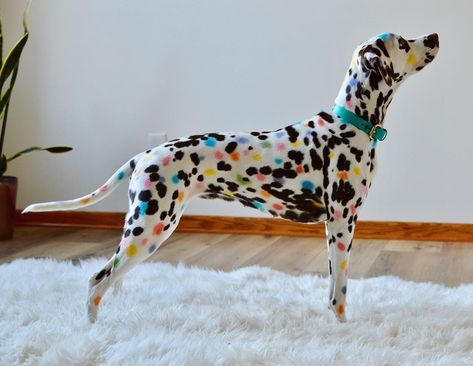 Whimsy The Dalmatian on Instagram: “I still can’t get over how beautiful Whimsy looked with her rainbow spots. They were just temporary for Halloween, but so much fun. Thank…” Dog Dye, Reaction Images, Beautiful Dog, Cute Creatures, Animal Planet, Baby Dogs, Beautiful Dogs, 귀여운 동물, Dalmatian