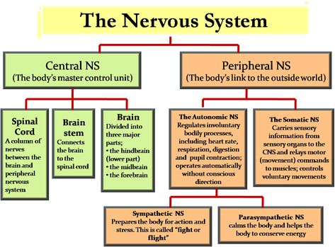 ICSE Solutions for Class 10 Biology - The Nervous System and Sense Organs - A Plus Topper Homeschool Structure, Nervous System Diagram, Nervous System Anatomy, Science Homeschool, Sistem Saraf, Psychology Notes, Peripheral Nervous System, Medical Student Study, Brain Anatomy