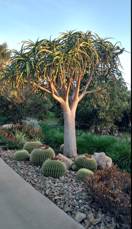 A heat-loving South African tree aloe (Aloe bainesii) is surrounded by large stones, rocks, and gravel, along with golden barrel cactus in this garden designed by Succulent Designs LA. Aloes and other succulents create a natural, beautiful setting. Cactus Garden Landscaping, Succulent Rock Garden, Succulent Garden Landscape, Landscaping Around Trees, African Tree, Garden Cactus, Succulent Landscape Design, Succulent Garden Design, Succulent Landscaping