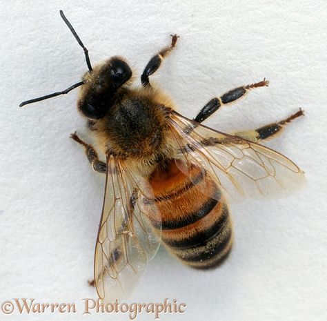 Honey Bee from above Honey Bee Photography, Honey Bee Images, Honey Bee Photos, Bee Flying, Apis Mellifera, Bee Photography, Bee Images, Bee Free, Bee Photo