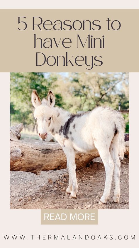 Mini Donkeys: 5 Reasons to Have One | Thermaland Oaks Miniature Donkey Care, Raising Donkeys, Small Animal Barn, Minature Donkey, Spotted Donkey, Donkey Shelter, Farm Donkey, Farm Goals, Donkey Care