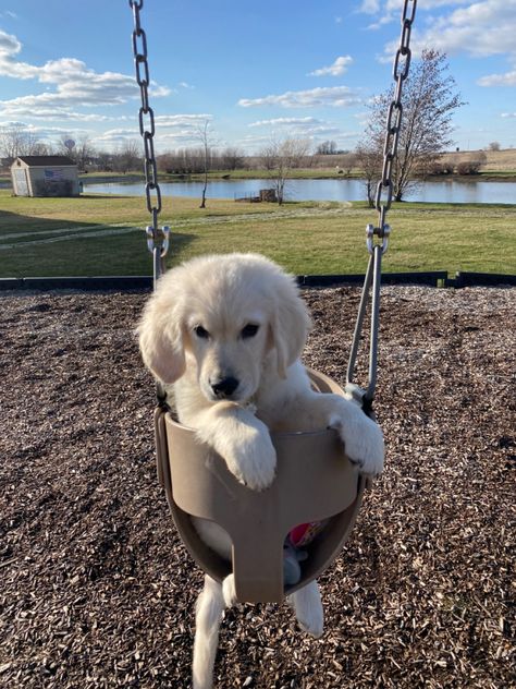 Golden Retriever Cream, English Cream Golden Retriever Puppy, English Creme Golden Retriever, Dr Pets, Golden Retriever English Cream, Dogs Fluffy, Golden Retriever Girl, English Cream Golden Retriever, Cream Golden Retriever