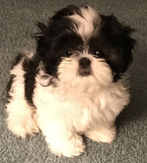 This pup is a black with white spots. Aesthetic Shitzu Dog, White Shitzu Puppy, Cute Shitzu Puppies Black And White, Shitzu Puppies Aesthetic, Black Shitzu Puppies, Shitzu Puppies Black And White, Shitzu Black & White, Black And White Shih Tzu Puppy, Black Fluffy Puppy