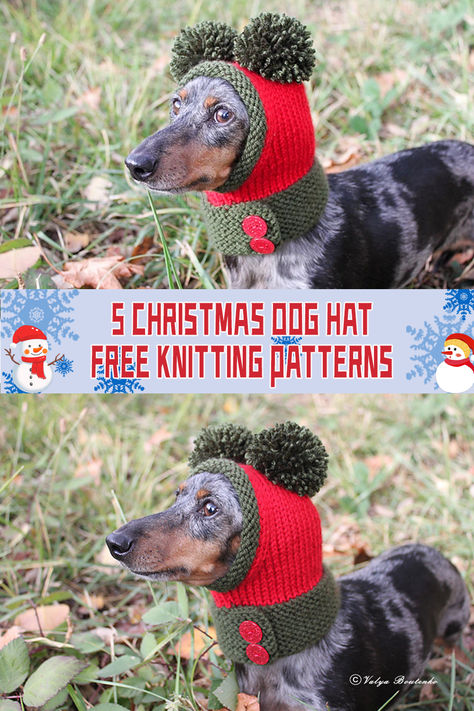 5 Christmas Dog Hat Knitting Patterns - FREE - iGOODideas.com Dog Beanie Pattern, Hat Knitting Patterns Free, Crochet Dog Hat Free Pattern, Christmas Dog Hat, Knitting Patterns For Dogs, Knitted Dog Sweater Pattern, Cat Hat Pattern, Crochet Dog Hat, Knitting Patterns Free Dog