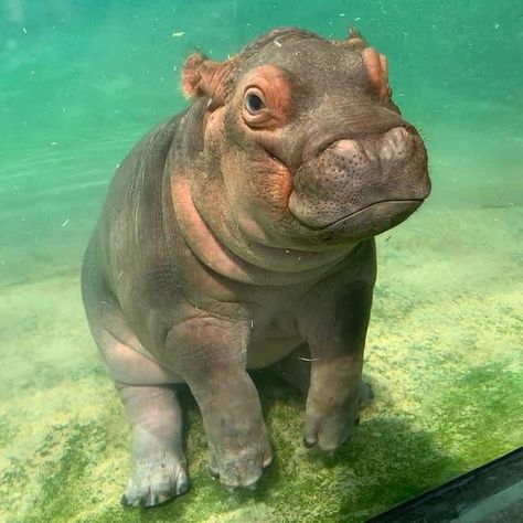 Nature and Animals on Twitter: "Just some baby hippos vibing to brighten your day.… " Unique Animals Beautiful, Funny Baby Animals, Funny Pictures Of Animals, Animal Selfies, House Hippo, Fiona The Hippo, Baby Animals Cute, Flirty Text