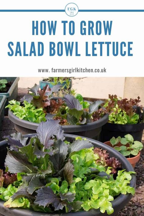 Lettuce Growing Container, Salad Garden Container, Container Lettuce Gardening, Planting Lettuce In Containers, Salad Container Garden, Scrap Gardening, Gardening Lettuce, Growing Lettuce In Containers, Lettuce Bowl