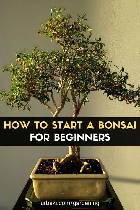 How to make a Bonsai tree for beginners, the video explores how you can create bonsai from common garden center stock. It is a gratifying and satisfying way of increasing your bonsai stock. This video discusses how to identify suitable plants and how to go about making your own bonsai. I think one of the more, or the less talked about areas is to make a bonsai from nursery stock, common garden center stock. #urbakigardening #gardening #bonsai #bonsaibegginer #bonsaicare #startbonsai How To Make A Bonsai Tree, How To Make Bonsai Plants, Bonsai Tree For Beginners, Weeping Bonsai, Bonsai For Beginners, Jade Plant Bonsai, Bonsai Kit, Garden Bonsai Tree, Bonsai Making