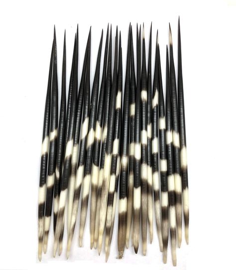 PEPPERLONELY 3PC Thick South Africa Porcupine Quills (8 Inch ~ 10 Inch) *** You can find out more details at the link of the image. (This is an affiliate link) American Indian Crafts, Porcupine Quills, Native American Crafts, Indian Crafts, American Crafts, Crafts Sewing, 10 Inch, South Africa, Native American