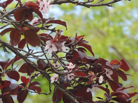 Dwarf Red-Leaf Sand Cherry -- Butterflies love the masses of pretty pink spring flowers while birds gather round for tart summer fruit. Full sun. Zone: 2 – 8 Purple Leaf Sand Cherry, Sand Cherry, Plum Leaves, Cherry Plant, Monrovia Plants, Habitat Garden, Dappled Willow, Purple Leaves, Plant Catalogs