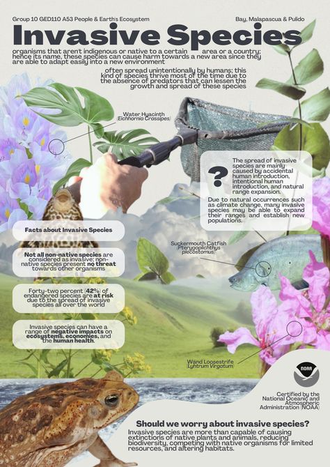 Graphic Design Infographic, Design Infographic, Invasive Species, Water Hyacinth, New Environment, Good Times, Graphic Design, Human, Design