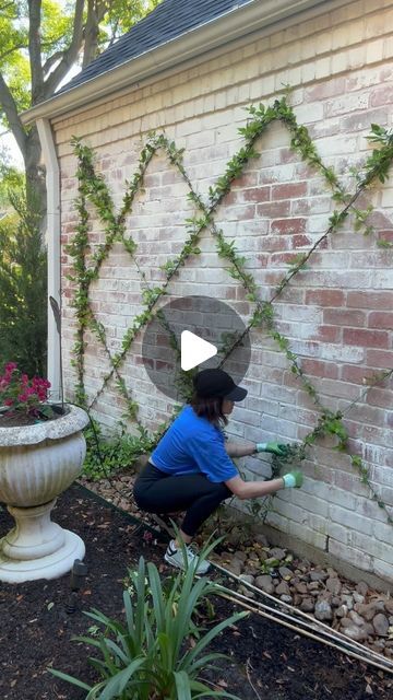 Shannon Searcy on Instagram: "I had to add a new baby Star Jasmine plant to this trellis wall because we lost the center plant in a previous freeze. I get lots of questions about these, so I figured I’d share some tips and tricks.   •It’s all about training if you want a tidy and beautiful trellis of any kind. These can look real messy if you don’t take the time to train them up the trellis.   •Do I trim these vines? NEVER! I’m lazy and I just let them do their thing, then I check on them every couple weeks and re-wrap the vines up the trellis in the direction they are growing.   •What zone am I and which way does my wall face? I only know the zone because I googled it, but I think it’s 9b? 🤷🏻‍♀️ And my 2 trellis walls both face west.   •These guys smell SO good when they bloom and the b Vegetable Garden Trellis Ideas, Star Jasmine Trellis, Star Jasmine Vine, Front Door Landscaping, Garden Trellis Designs, Beach House Garden, Trellis Wall, Garden Trellis Ideas, Garden Arch Trellis