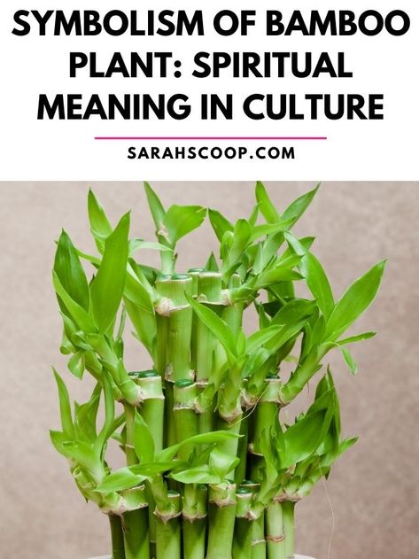 symbolism of bamboo plant Bamboo Spiritual Meaning, Bamboo Meaning, Plant Symbolism, Herb Magick, Plant Meanings, Grimoire Ideas, Bamboo Tattoo, Bamboo Stalks, Here's The Scoop