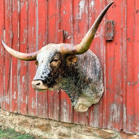 Bull Skull Decor, Bull Head Decor, Longhorn Decor, Homestead Crafts, Elk Pictures, Rustic Stone Fireplace, Taxidermy Decor, Taxidermy Display, Animal Taxidermy