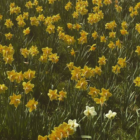 Daffodils Aesthetic Wallpaper, Daffodils Aesthetic Vintage, Susan Core Aesthetic, Yellow Daffodils Aesthetic, Soft Yellow Flowers, Dafodill Flower Aesthetic, Daffodil Flower Aesthetic, Narcissus Aesthetic, Aesthetic Daffodils