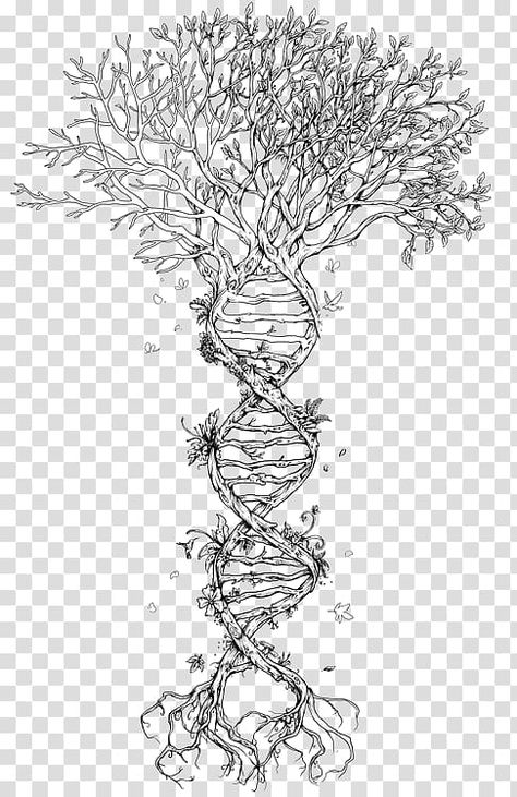 Human Evolution Tree, Tree Transparent Background, Family Tree Illustration, Dna Tree Of Life, Tree Of Life Drawing, Dna Background, Family Tree Logo, Family Tree Drawing, Dna Drawing