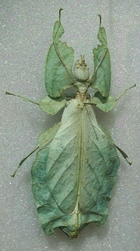 Leaf Bug, Leaf Insect, Weird Insects, Cool Insects, Cool Bugs, Beautiful Bugs, Creepy Crawlies, Arthropods, Pretty Animals