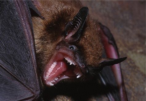 Roadkill Animals, Big Brown Bat, Little Brown Bat, Bat Images, Vampire Bats, Scary Bat, Bat Animal, Marceline The Vampire Queen, Baby Bats