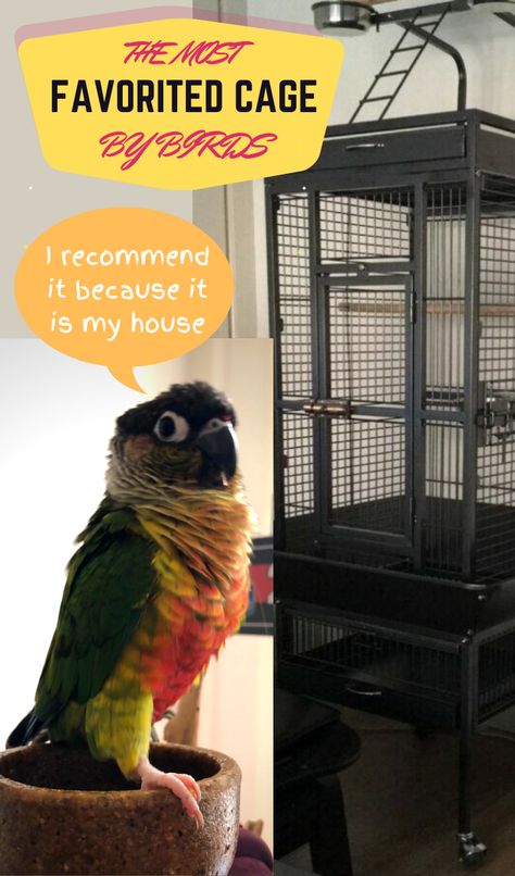 Green Cheek Conure Cage Setup, Parrot Accessories, Conure Cage, Iron Bird Cage, Parrot Care, Conure Bird, Green Cheek Conure, Conure Parrots, What Is A Bird