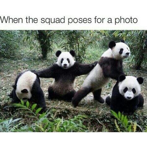 JOIN DA PANDA SQUAD GOALS TODAY! Panda Bebe, Panda Mignon, Panda Lindo, Panda Bears, Panda Love, Friend Memes, Cute Panda, Animal Tattoos, Panda Bear