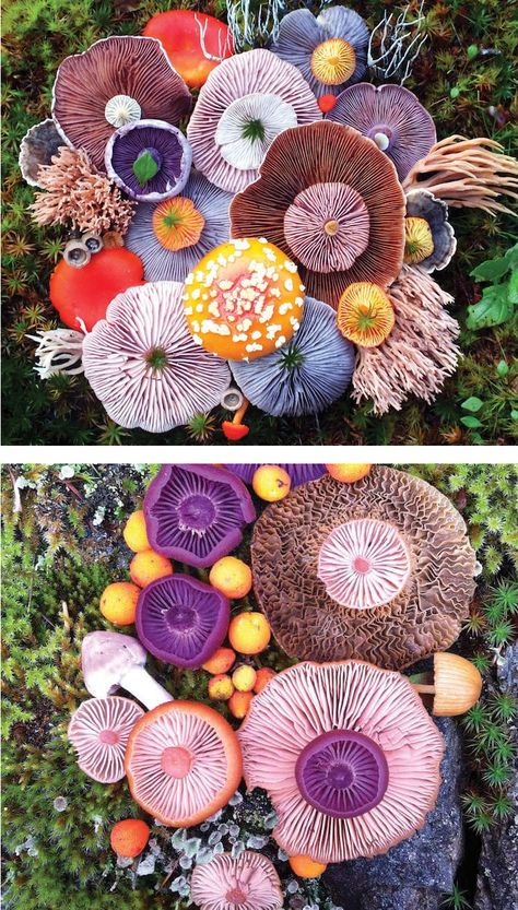 Jill Bliss, Mushroom Photography, Photography Hashtags, Colorful Mushrooms, Neon Photography, Mushroom Pictures, Landscape Photography Nature, Mushroom Art, Artistic Photography