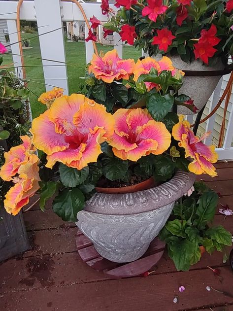 hibiscus Hibiscus Garden Landscaping, Potted Hibiscus, Hibiscus Garden, Container Flowers, Exotic Plants, Spring Floral, Backyard Patio, Container Gardening, Curb Appeal