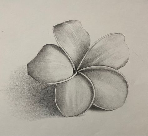 Shading Flowers Drawing, Easy Drawing With Shading, Pencil Shades Sketches, Flower Drawing Shading, Pencil Shading Flowers, Pencil Art Drawings Flowers, Shading Drawing For Kids, Drawings With Shading, Value Drawing Ideas