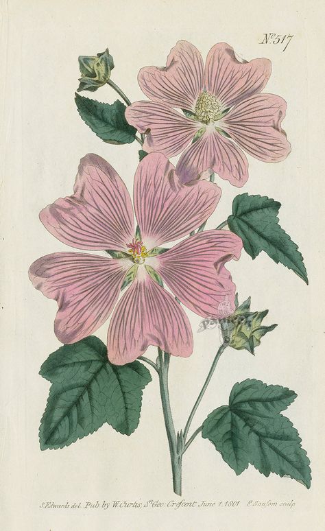 Lavatera Thuringiaca. Great-Flowered Lavatera. from Curtis pink amaryllis, poppy anemone, gladiolus, clematis, apple blossom, lavender Missouri Botanical Garden, Vintage Botanical Prints, Plant Drawing, Scientific Illustration, Botanical Drawings, Botanical Flowers, Vintage Botanical, Antique Prints, Vintage Wall Art