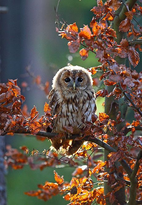 Regnul Animal, Tawny Owl, Owl Pictures, Beautiful Owl, Animale Rare, Owl Bird, Pretty Birds, Birds Of Prey, 귀여운 동물