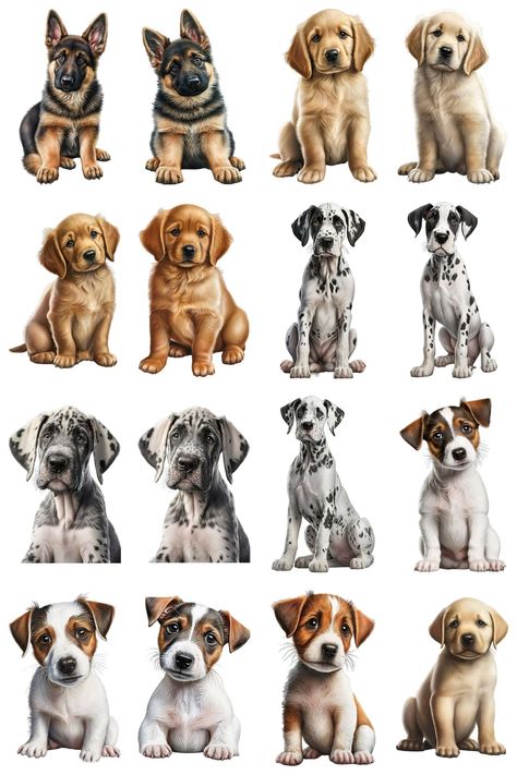 Designing Graphics, Puppy Pals, Cat Brain, Puppy Images, Adorable Puppy, Cat Character, Dog Illustration, Dog Images, Dog Stickers